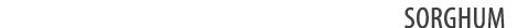 sorghum