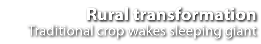 Rural transformation Traditional crop wakes sleeping giant