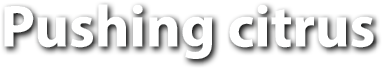 Polygon