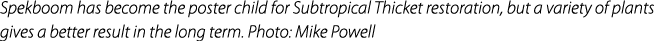 Spekboom has become the poster child for Subtropical Thicket restoration, but a variety of plants gives a better resu...