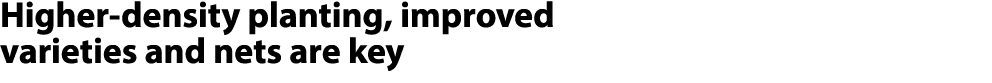 Higher density planting, improved varieties and nets are key