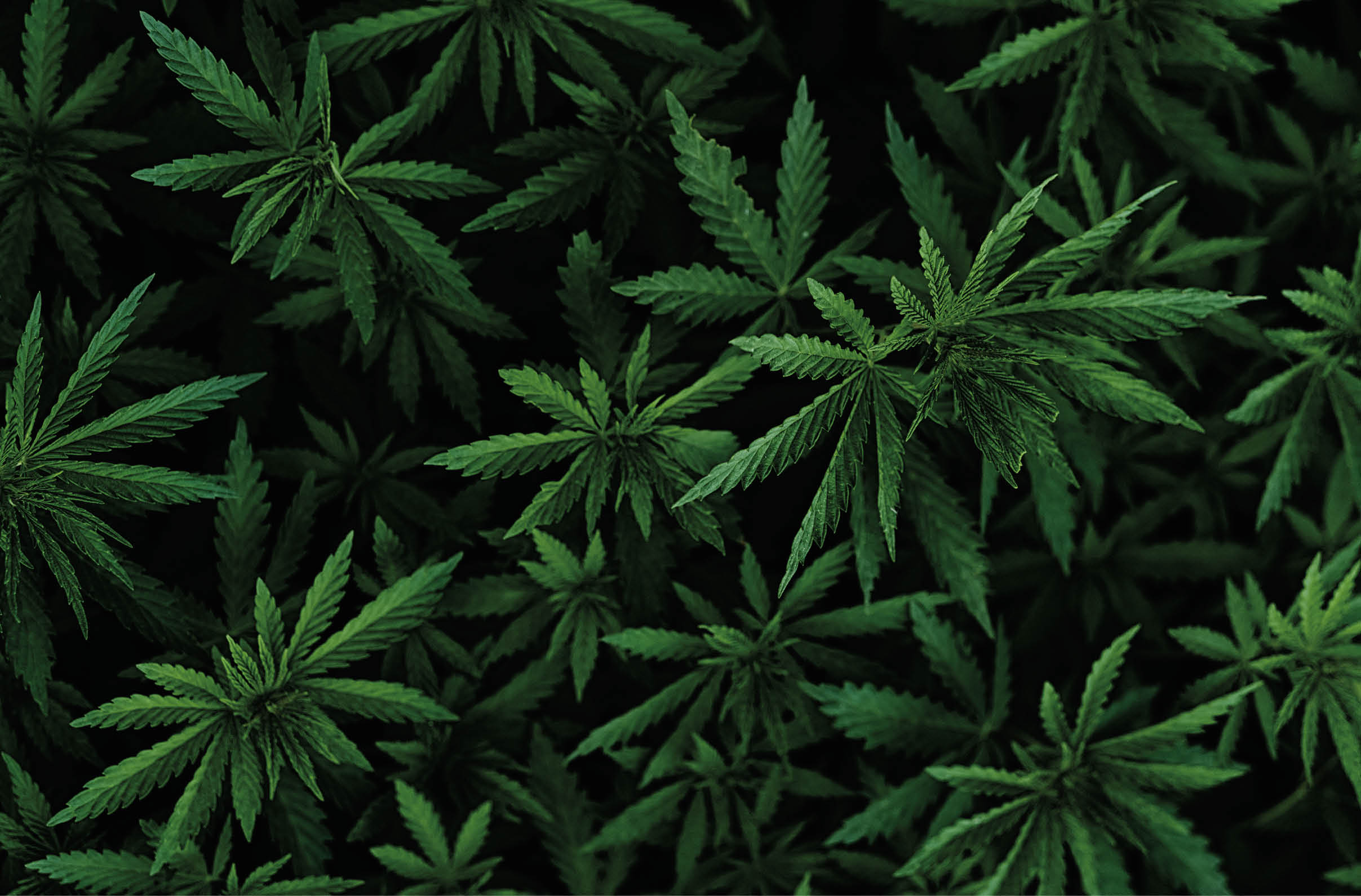 Background of young shoots of marijuana. Growing organic hemp on the farm. Wallpaper of marijuana. Legal hemp cultivation.