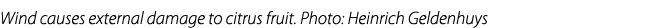 Wind causes external damage to citrus fruit. Photo: Heinrich Geldenhuys