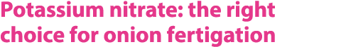 Potassium nitrate: the right choice for onion fertigation