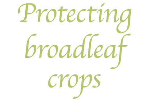Protecting broadleaf crops