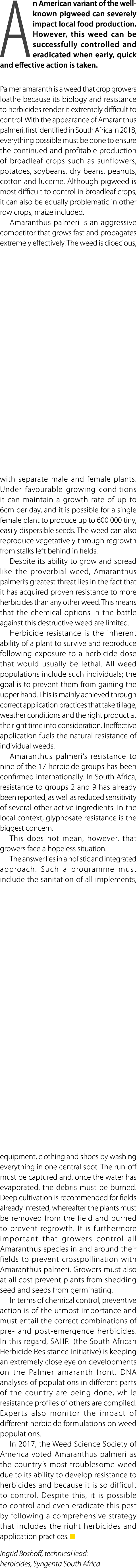 An American variant of the well known pigweed can severely impact local food production. However, this weed can be su...
