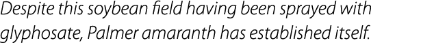 Despite this soybean field having been sprayed with glyphosate, Palmer amaranth has established itself.