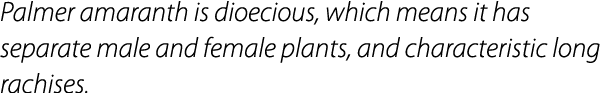 Palmer amaranth is dioecious, which means it has separate male and female plants, and characteristic long rachises.