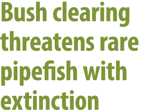 Bush clearing threatens rare pipefish with extinction