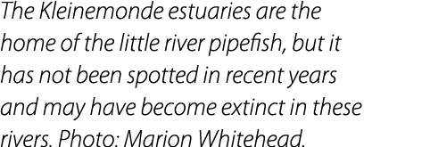 The Kleinemonde estuaries are the home of the little river pipefish, but it has not been spotted in recent years and ...