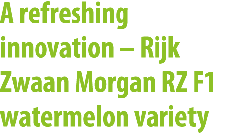A refreshing innovation – Rijk Zwaan Morgan RZ F1 watermelon variety
