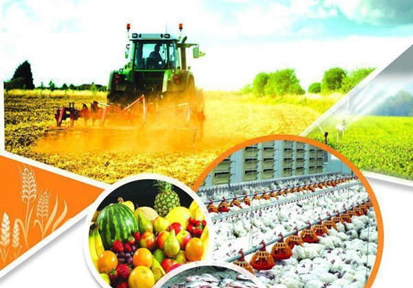 South Africa’s agricultural exports registered the second largest level on record in 2020