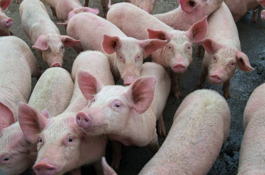 AFRICAN SWINE FEVER DISEASE OUTBREAK IN PIGS IN MFULENI