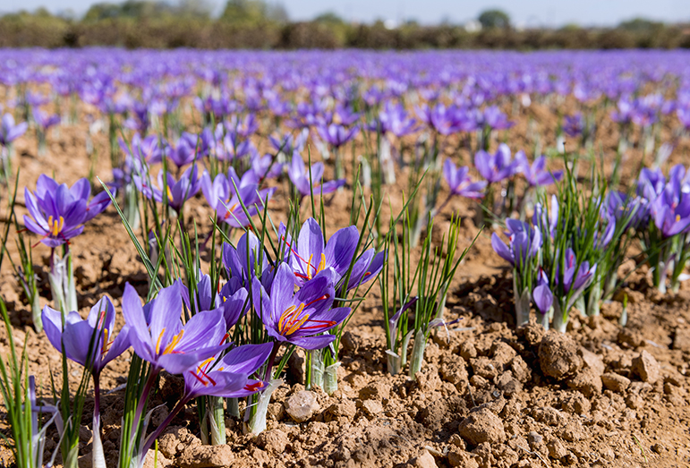Saffron, could be SA’s hot new export crop