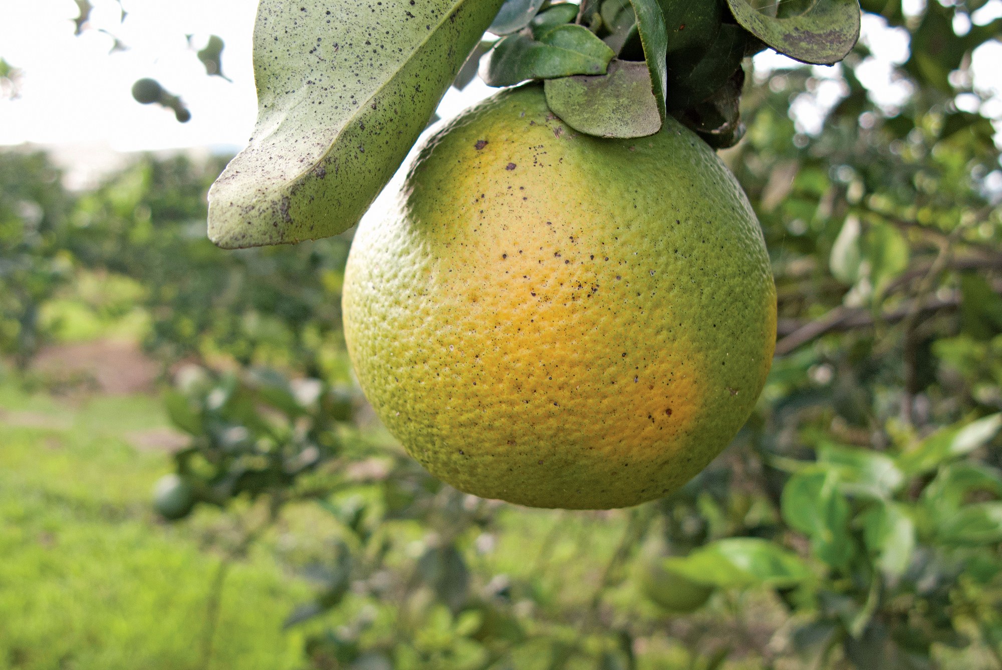Asian Citrus Greening ‘Candidatus Liberibacter asiaticus’: a serious threat to the citrus industry