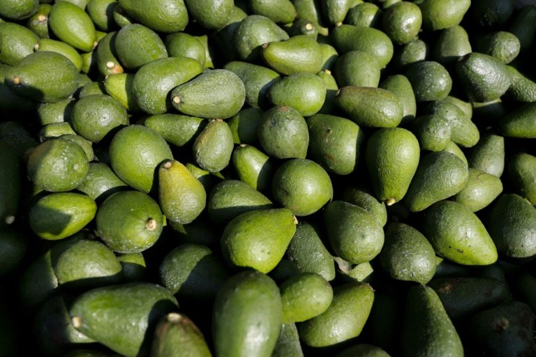 SA avocado sector expected to see uptick in exports