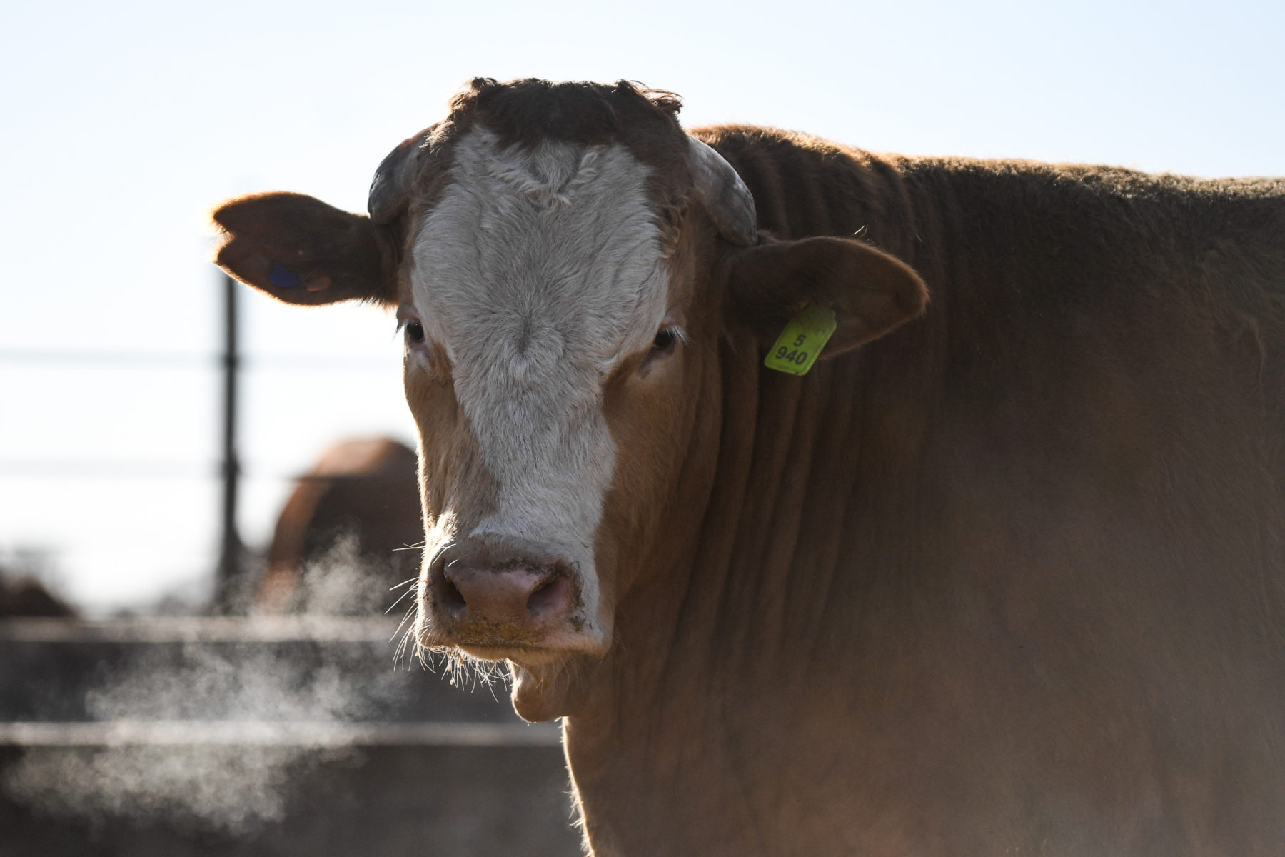 What the much-anticipated AfCFTA will mean for SA's beef industry