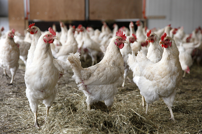Biosecurity measures can reduce the risk of avian influenza in farmer flocks