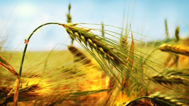 Transnet doubles capacity as it gears up for grain season