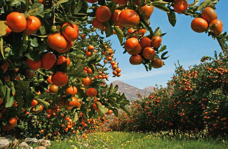Growth coalitions that work? We need to talk about citrus