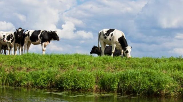 Nestlé's first net zero carbon emissions dairy farm on track to reach targets