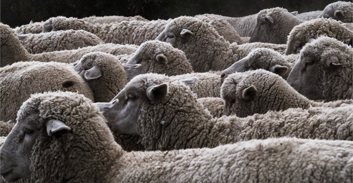 Al Mawashi SA to trade directly with commercial farmers