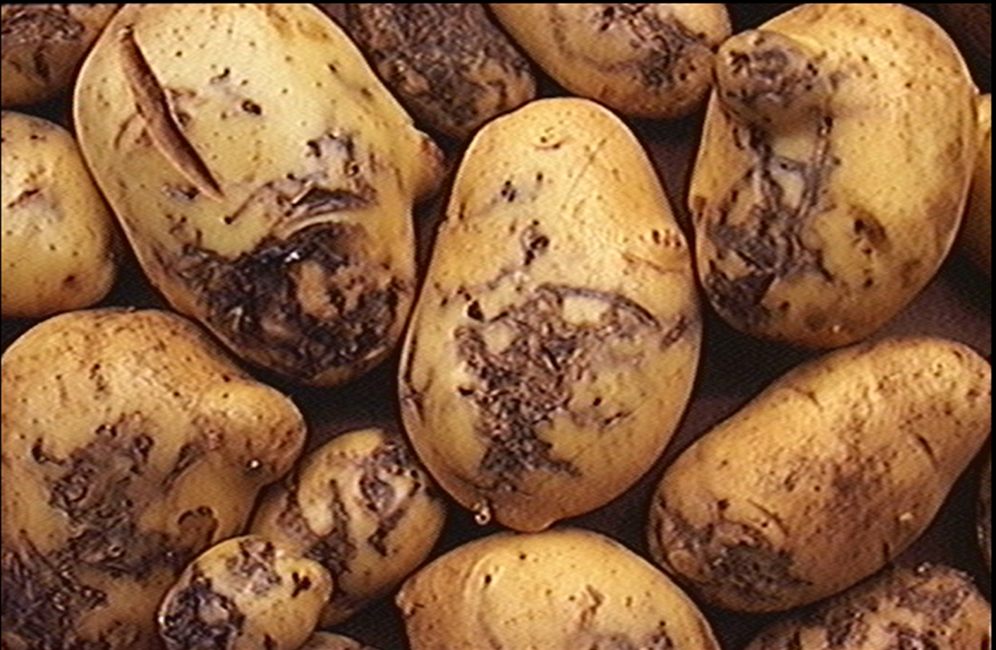 Monitoring improves potato tuber moth control