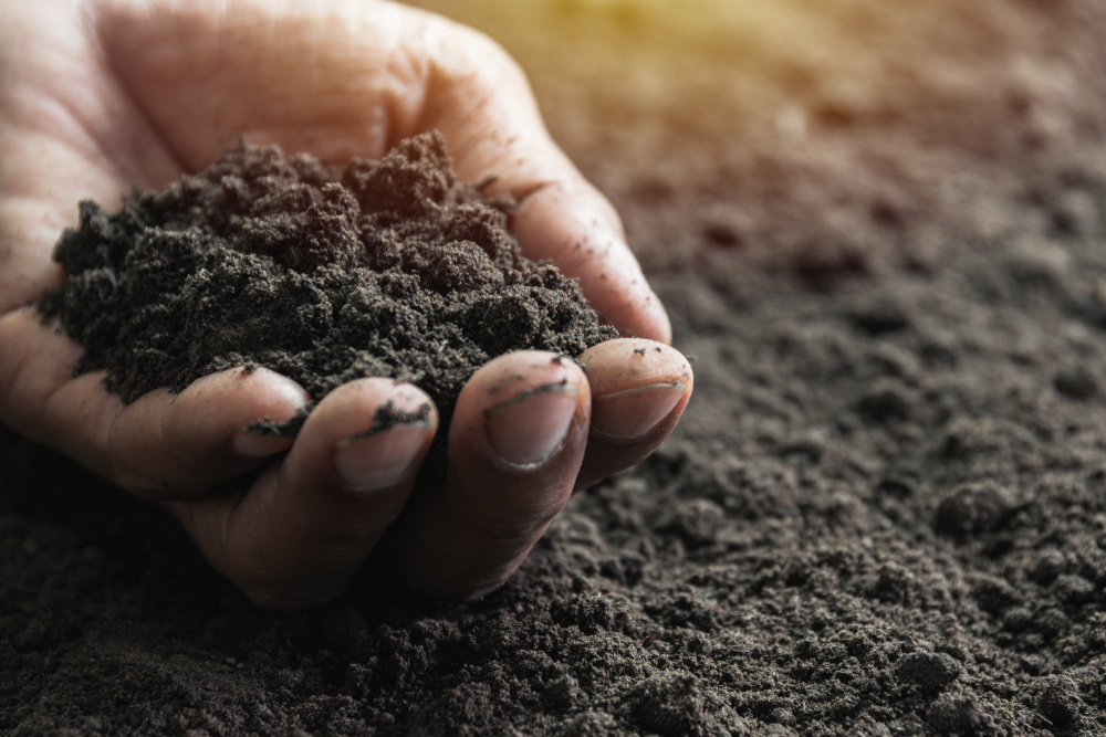 Healthy soils are crucial for sustainable agri-food systems - FAO