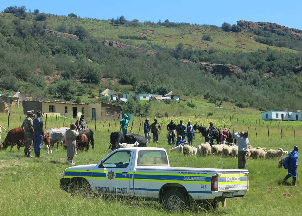 The impact of stock theft