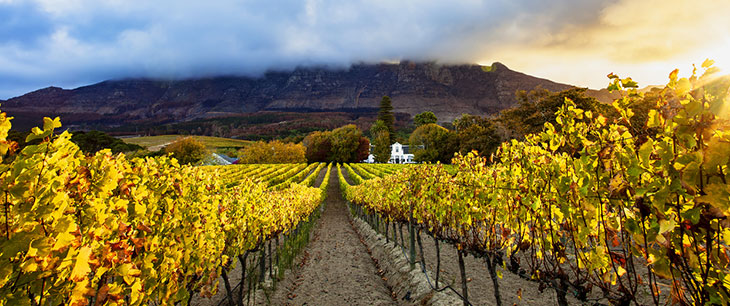 Agricultural Research Council making strides in facilitating transformation in the South African wine industry