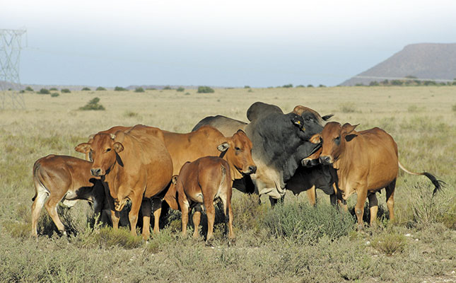 SA beef industry outlook shows promise despite challenges