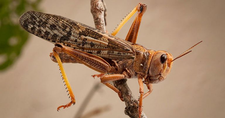 ’Millions' of brown locusts sighted in the Karoo