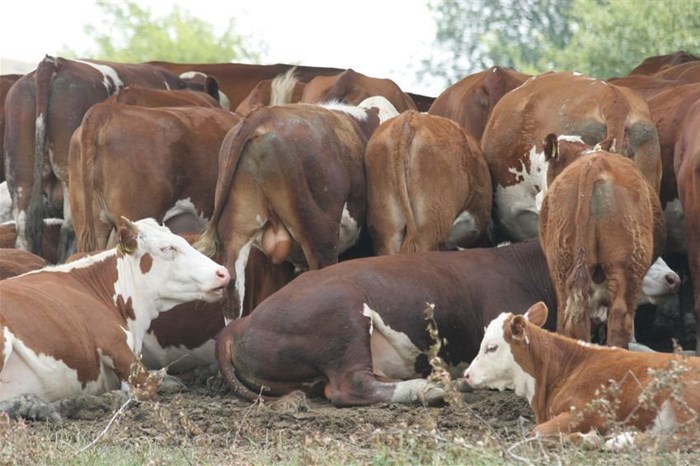 Control measures taken to prevent spread of foot and mouth disease